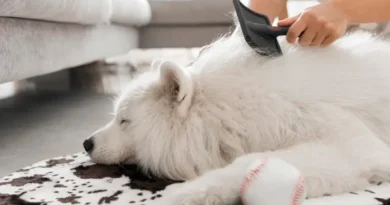 How to Deal with Loose Pet Hair Every Day