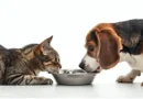 Tips to Keep Your Pet’s Diet on Track Every Day